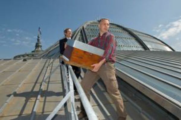 Des ruches sur le toit du Grand Palais !