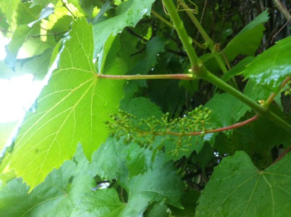 Une première pour les Monuments Historiques : classement d’une parcelle de vigne